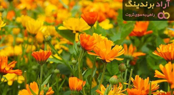 عکس گل همیشه بهار بنفش