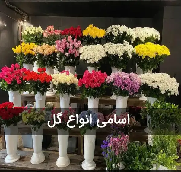 عکس گل همیشه بهار بنفش