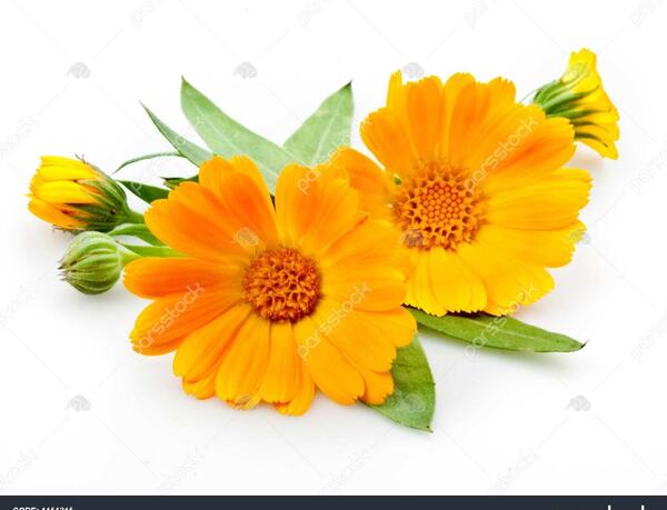 عکس گل همیشه بهار بنفش