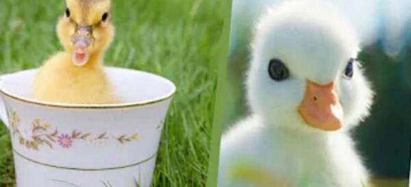 عکس فانتزی جوجه اردک زشت