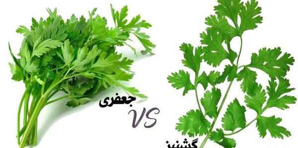 عکس سبزی گشنیز و جعفری