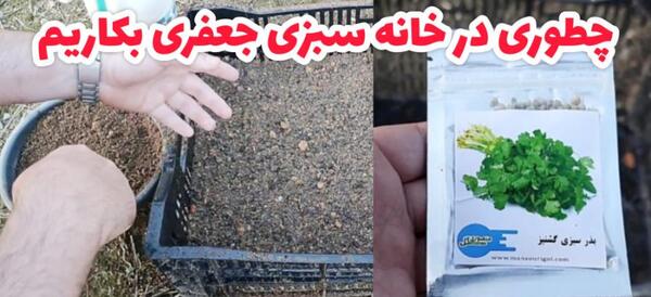 عکس سبزی گشنیز و جعفری
