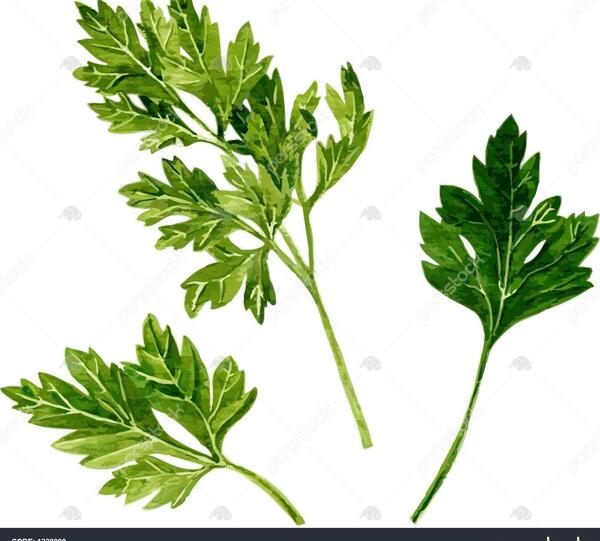 عکس سبزی گشنیز و جعفری