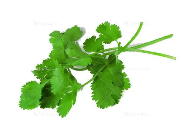 عکس سبزی گشنیز و جعفری