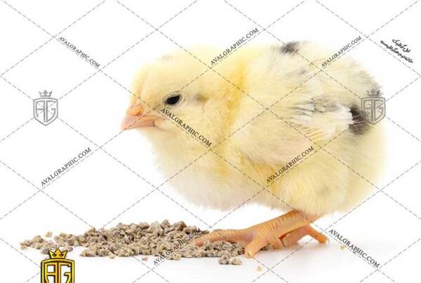 عکس از جوجه