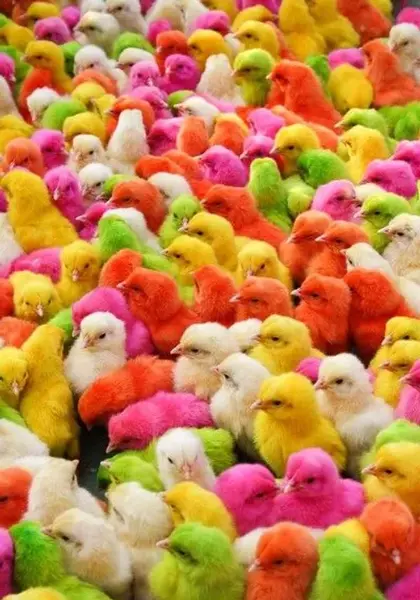 عکس از جوجه