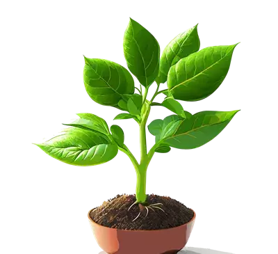 عکس گل جوانه