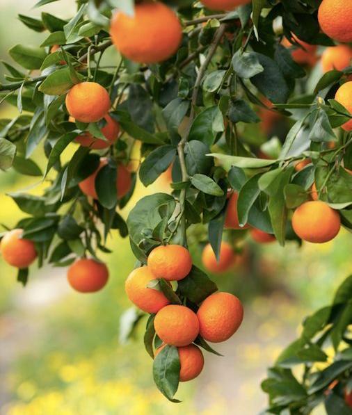 عکس بهار نارنج زیبا