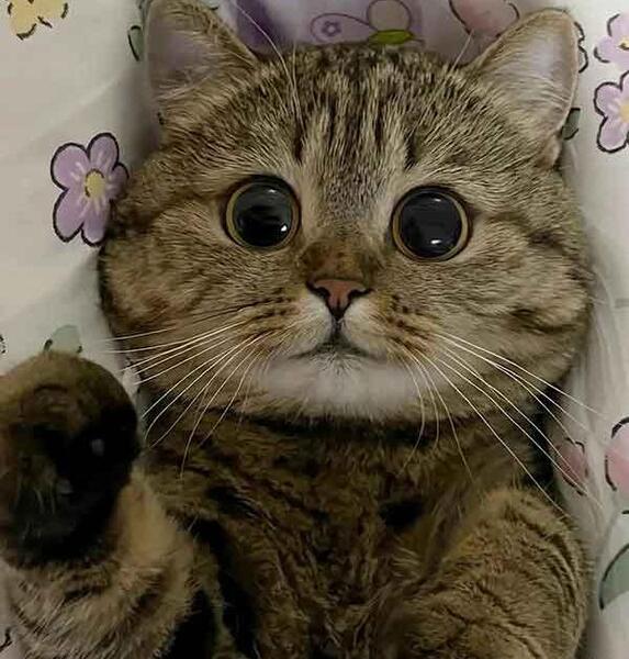 عکس جالب از گربه ها