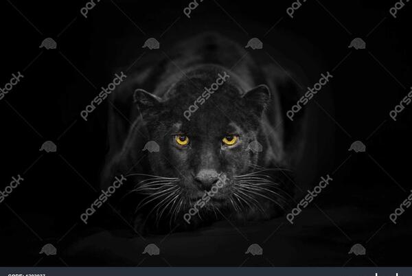 عکس تصویر زمینه پلنگ سیاه