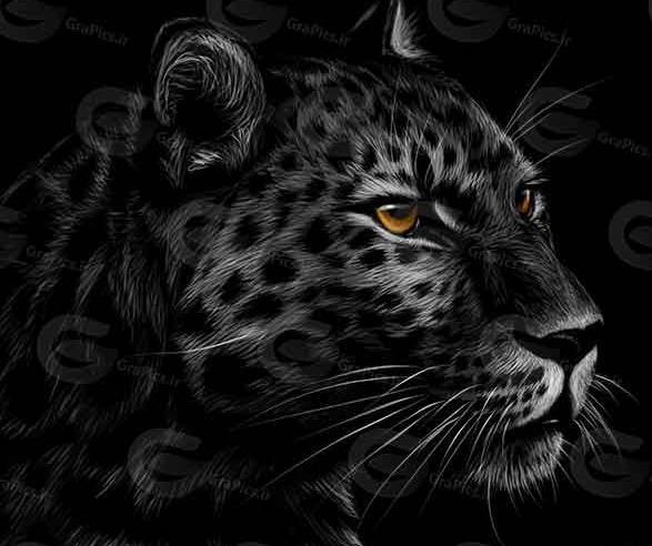 عکس تصویر زمینه پلنگ سیاه