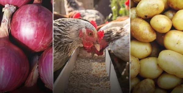 عکس غذای جوجه محلی