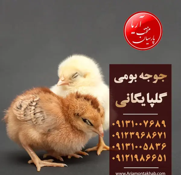 عکس غذای جوجه محلی