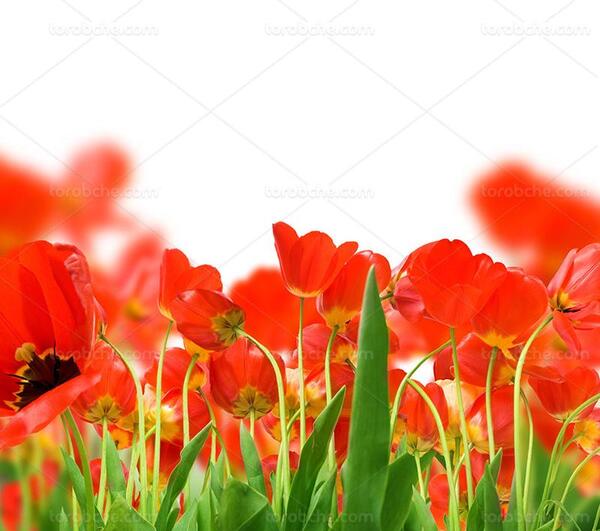 عکس گل قرمز لاله