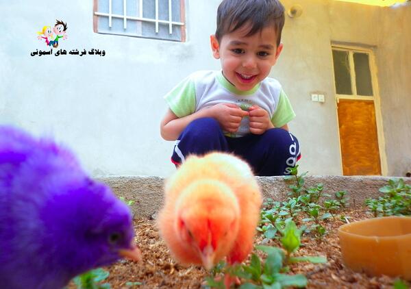 عکس جوجه رنگی خوشگل