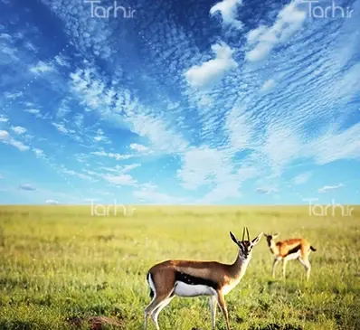 عکس از آهویی