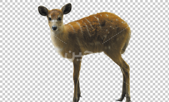 عکس از آهویی
