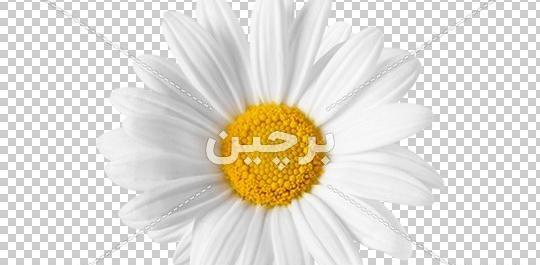 عکس گل مینا با کیفیت بالا