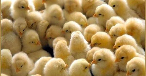 عکس جوجه رنگی مرده
