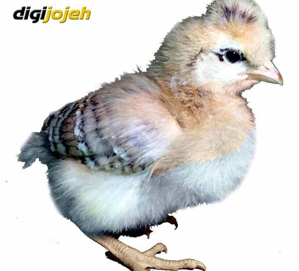 عکس جوجه رنگی مرده