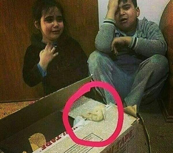 عکس جوجه رنگی مرده