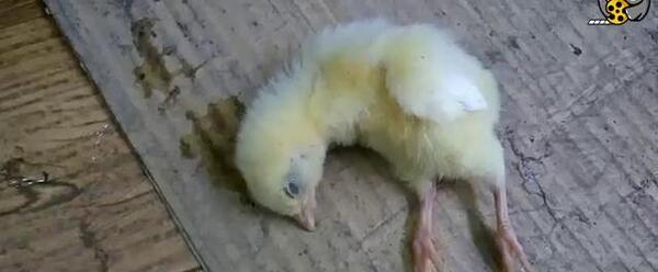 عکس جوجه رنگی مرده