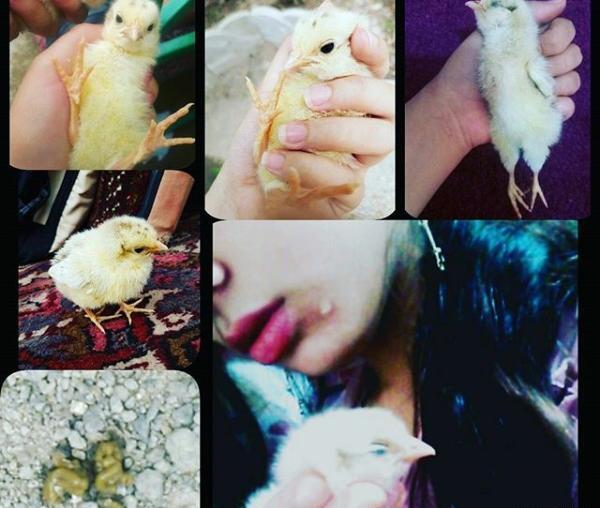 عکس جوجه رنگی مرده