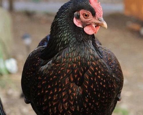 عکس جوجه رنگی مرده