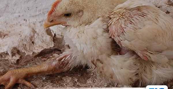 عکس جوجه رنگی مرده
