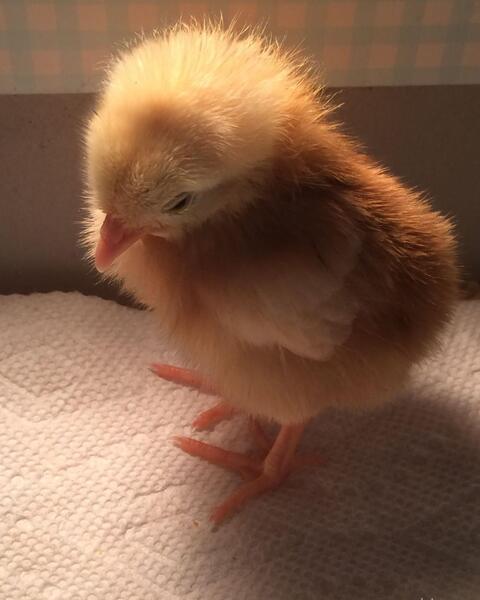 عکس جوجه رنگی مرده