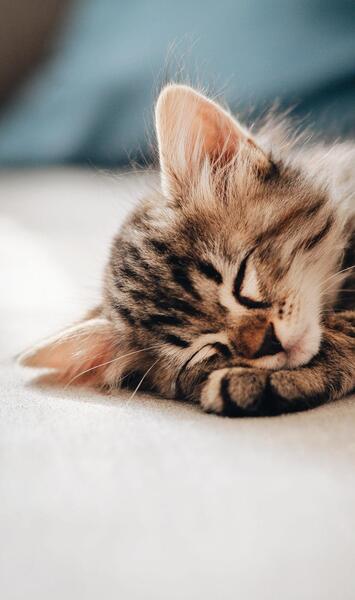 عکس بچه گربه ناز گوگولی