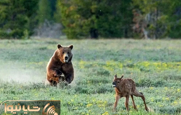 عکس بچه خرس گریزلی