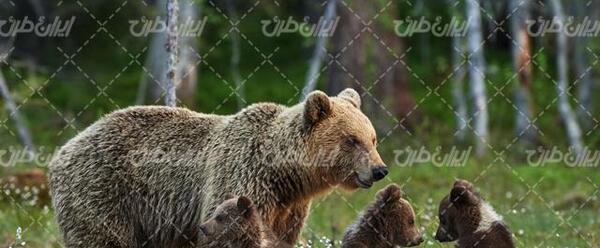 عکس بچه خرس گریزلی