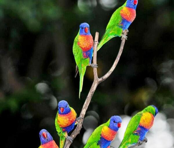 عکس طوطی برزیلی برای تصویر زمینه