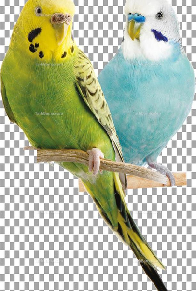 عکس طوطی برزیلی برای تصویر زمینه