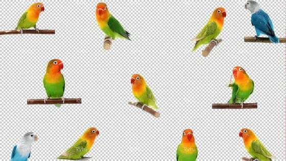 عکس طوطی برزیلی برای تصویر زمینه