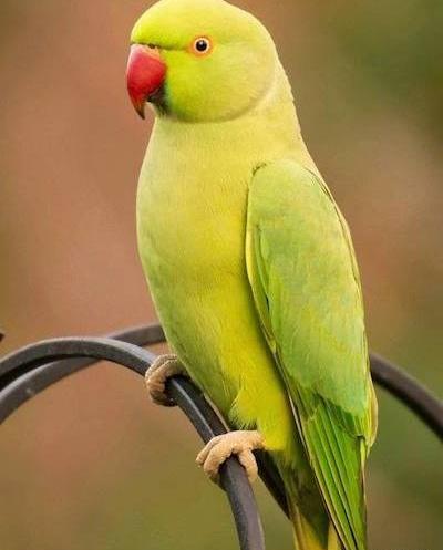 عکس طوطی برزیلی برای تصویر زمینه