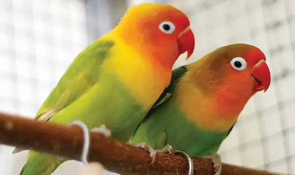 عکس طوطی برزیلی برای تصویر زمینه