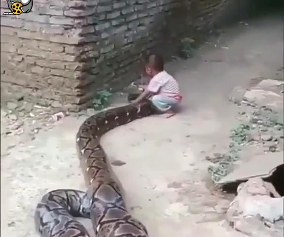 عکس بچه مار خیلی کوچولو