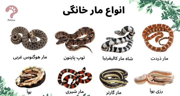 عکس بچه مار خیلی کوچولو