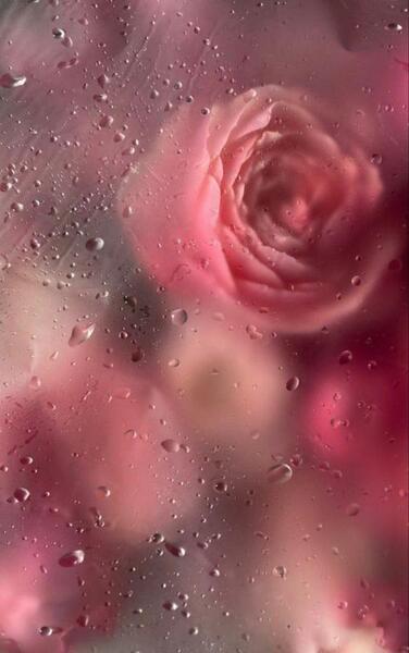 عکس تصویر زمینه گوشی سامسونگ گل