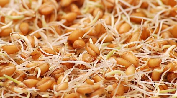 عکس نان جوانه گندم