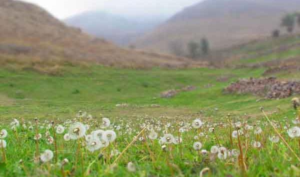 عکس دمنوش گل قاصدک