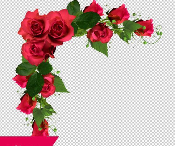 عکس گل حاشیه ای