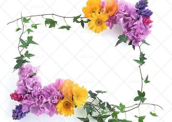 عکس گل حاشیه ای