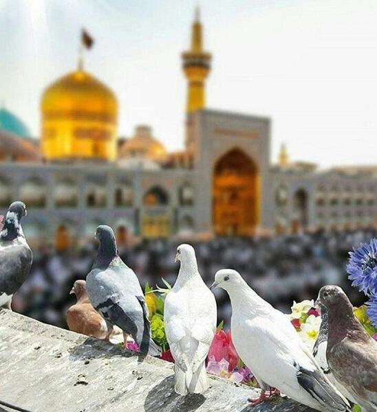 عکس پروفایل حرم امام رضا با کبوتر