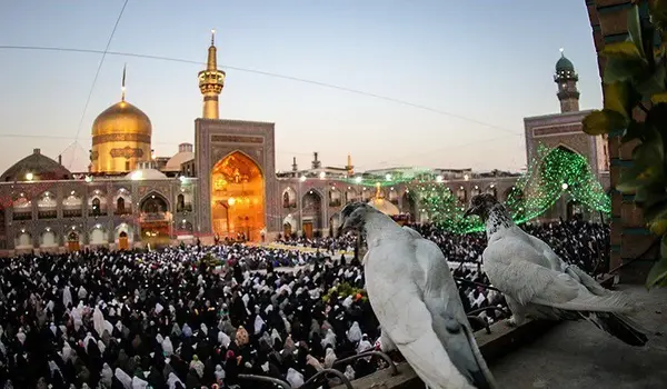 عکس پروفایل حرم امام رضا با کبوتر