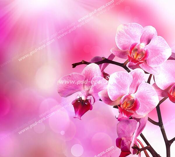 عکس تصویر زمینه شکوفه های بهاری