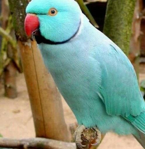 عکس تصویر زمینه طوطی سبز