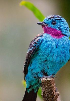 عکس تصویر زمینه طوطی سبز